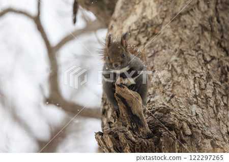 Wild Hokkaido squirrel photographed in Hokkaido 122297265