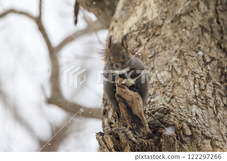 Wild Hokkaido squirrel photographed in Hokkaido Wild Hokkaido squirrel photographed in Hokkaido 122297266