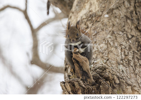 Wild Hokkaido squirrel photographed in Hokkaido Wild Hokkaido squirrel photographed in Hokkaido 122297273