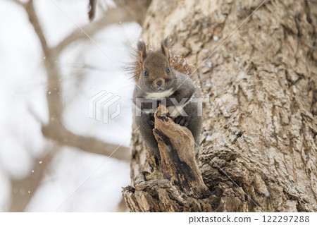 Wild Hokkaido squirrel photographed in Hokkaido Wild Hokkaido squirrel photographed in Hokkaido 122297288