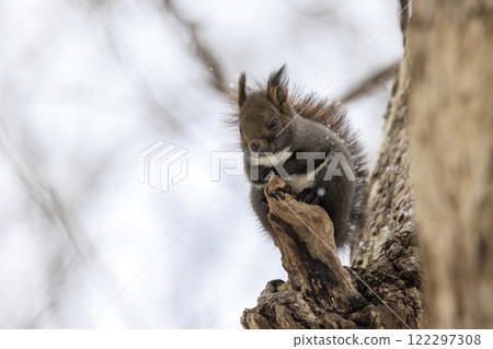 Wild Hokkaido squirrel photographed in Hokkaido Wild Hokkaido squirrel photographed in Hokkaido 122297308