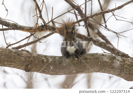 北海道拍攝的野生松鼠 北海道拍攝的野生松鼠 122297314