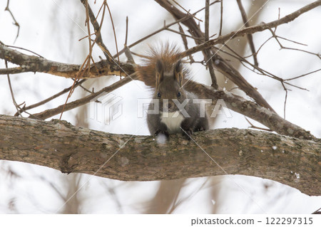 Wild Hokkaido squirrel photographed in Hokkaido Wild Hokkaido squirrel photographed in Hokkaido 122297315