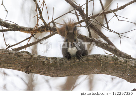 Wild Hokkaido squirrel photographed in Hokkaido Wild Hokkaido squirrel photographed in Hokkaido 122297320
