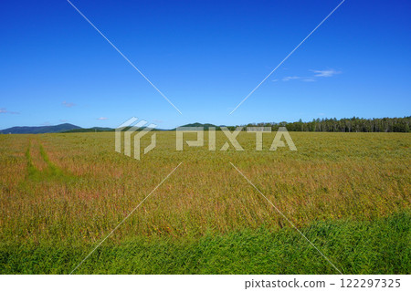 The beginning of autumn: Buckwheat flower viewing point, Pure White Hill (Horokanai Town) The beginning of autumn: Buckwheat flower viewing point, Pure White Hill (Horokanai Town) 122297325