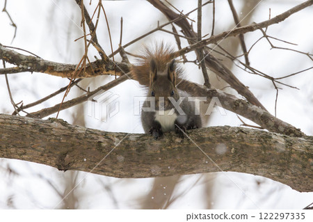 北海道拍攝的野生松鼠 122297335