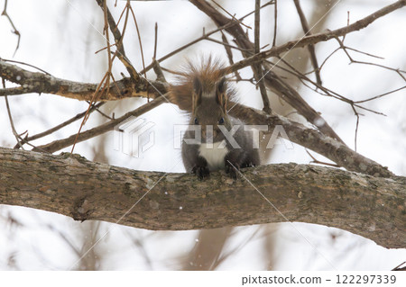 Wild Hokkaido squirrel photographed in Hokkaido Wild Hokkaido squirrel photographed in Hokkaido 122297339