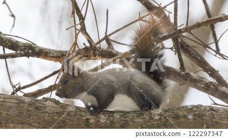 Wild Hokkaido squirrel photographed in Hokkaido Wild Hokkaido squirrel photographed in Hokkaido 122297347