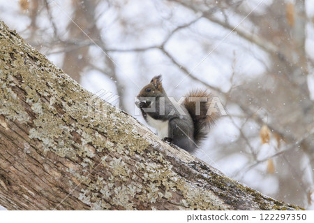 北海道拍攝的野生松鼠 122297350