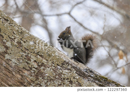 北海道拍攝的野生松鼠 122297360