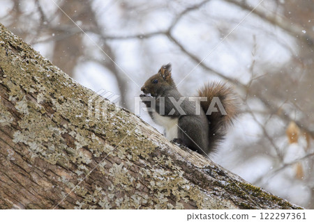 北海道拍攝的野生松鼠 122297361
