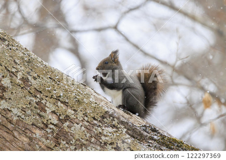 Wild Hokkaido squirrel photographed in Hokkaido Wild Hokkaido squirrel photographed in Hokkaido 122297369