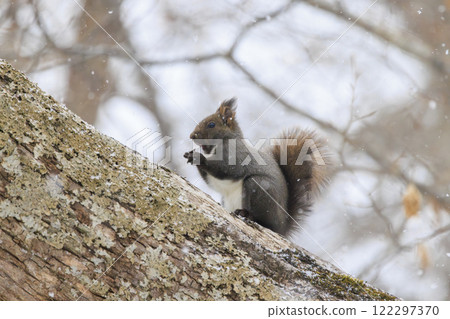 Wild Hokkaido squirrel photographed in Hokkaido Wild Hokkaido squirrel photographed in Hokkaido 122297370