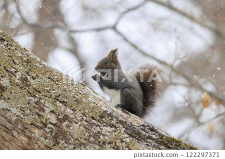 Wild Hokkaido squirrel photographed in Hokkaido 122297371