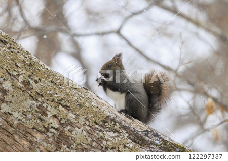 Wild Hokkaido squirrel photographed in Hokkaido Wild Hokkaido squirrel photographed in Hokkaido 122297387