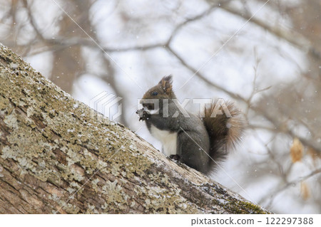 Wild Hokkaido squirrel photographed in Hokkaido 122297388