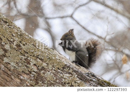 Wild Hokkaido squirrel photographed in Hokkaido Wild Hokkaido squirrel photographed in Hokkaido 122297393