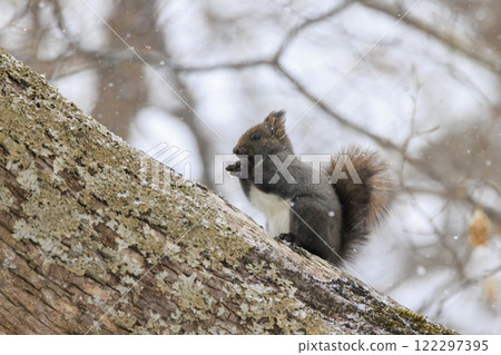 北海道拍攝的野生松鼠 北海道拍攝的野生松鼠 122297395