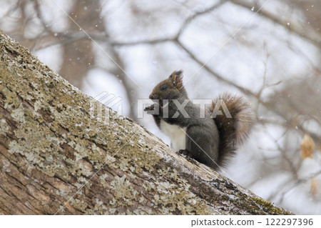 北海道拍攝的野生松鼠 122297396