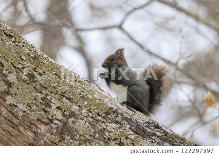 北海道拍攝的野生松鼠 122297397