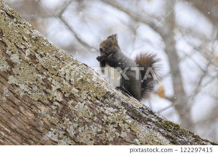 Wild Hokkaido squirrel photographed in Hokkaido Wild Hokkaido squirrel photographed in Hokkaido 122297415
