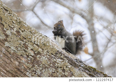 Wild Hokkaido squirrel photographed in Hokkaido 122297417