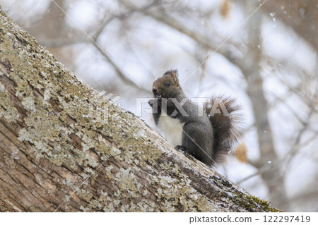 Wild Hokkaido squirrel photographed in Hokkaido Wild Hokkaido squirrel photographed in Hokkaido 122297419