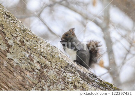 Wild Hokkaido squirrel photographed in Hokkaido 122297421