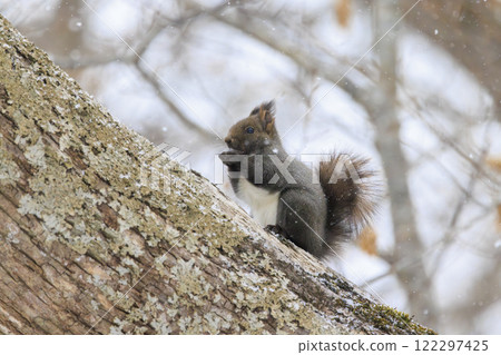 Wild Hokkaido squirrel photographed in Hokkaido Wild Hokkaido squirrel photographed in Hokkaido 122297425