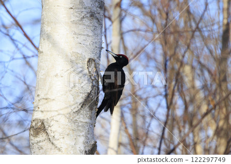 Black woodpecker, a natural monument, photographed in Hokkaido 122297749