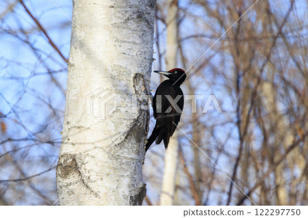 Black woodpecker, a natural monument, photographed in Hokkaido 122297750
