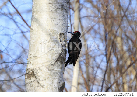 Black woodpecker, a natural monument, photographed in Hokkaido 122297751