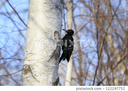 Black woodpecker, a natural monument, photographed in Hokkaido 122297752