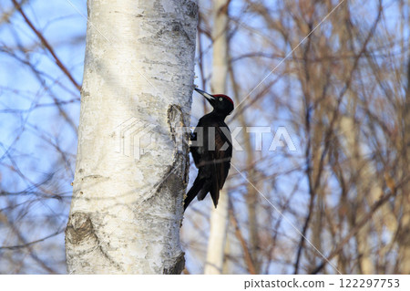 Black woodpecker, a natural monument, photographed in Hokkaido 122297753