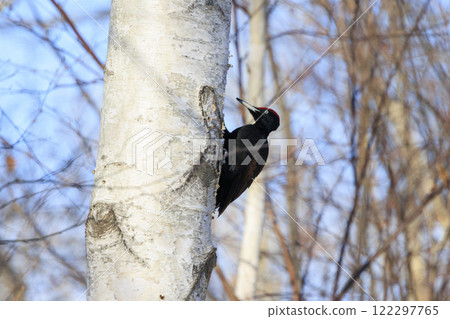 Black woodpecker, a natural monument, photographed in Hokkaido Black woodpecker, a natural monument, photographed in Hokkaido 122297765