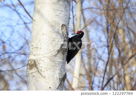 Black woodpecker, a natural monument, photographed in Hokkaido 122297769