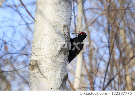 Black woodpecker, a natural monument, photographed in Hokkaido 122297770
