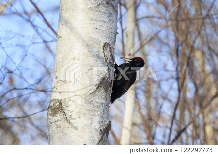 Black woodpecker, a natural monument, photographed in Hokkaido 122297773