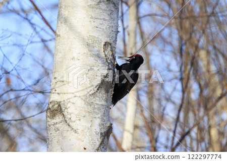 Black woodpecker, a natural monument, photographed in Hokkaido 122297774