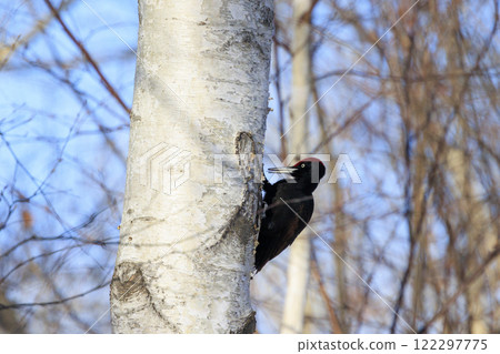 Black woodpecker, a natural monument, photographed in Hokkaido Black woodpecker, a natural monument, photographed in Hokkaido 122297775