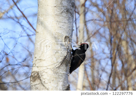 Black woodpecker, a natural monument, photographed in Hokkaido 122297776