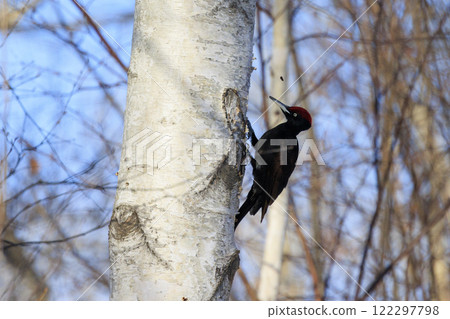 黑啄木鳥，在北海道拍攝的天然紀念物 122297798