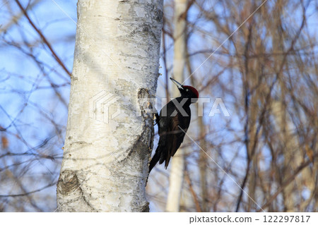 Black woodpecker, a natural monument, photographed in Hokkaido 122297817