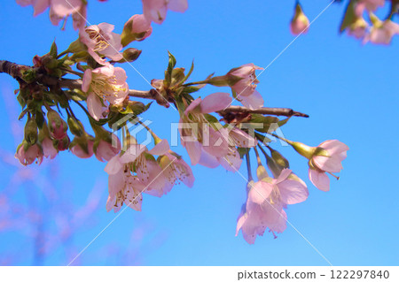 喜馬拉雅櫻桃與藍天 喜馬拉雅櫻桃與藍天 122297840