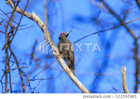 Black woodpecker, a natural monument, photographed in Hokkaido Black woodpecker, a natural monument, photographed in Hokkaido 122297865