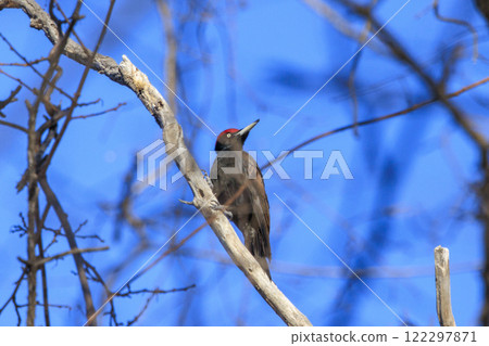 黑啄木鳥，在北海道拍攝的天然紀念物 122297871