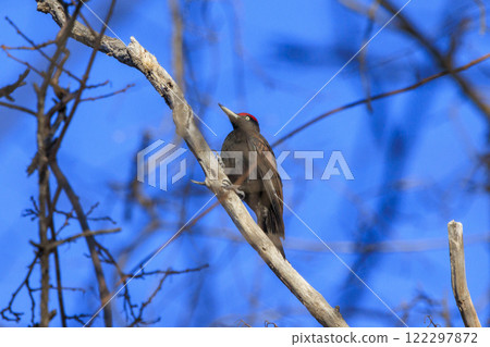 黑啄木鳥,在北海道拍攝的天然紀念物 黑啄木鳥,在北海道拍攝的天然紀念物 122297872
