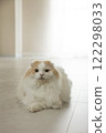 Fluffy cute cat 122298033