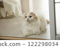 Fluffy cute cat 122298034