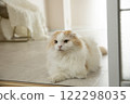 Fluffy cute cat 122298035
